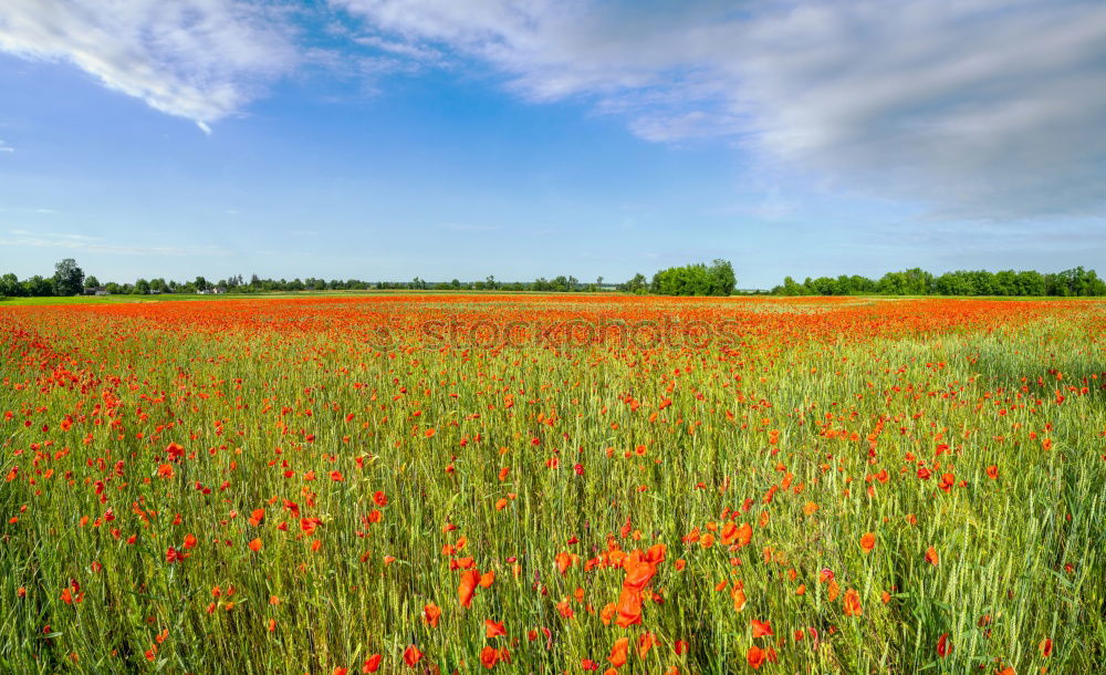 Similar – Image, Stock Photo international children’s day