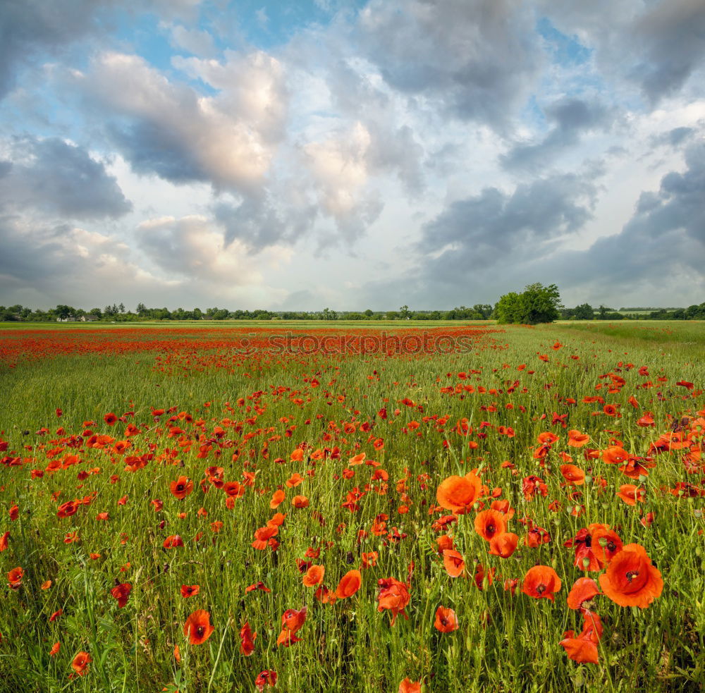 Similar – Image, Stock Photo hay fever with chickenpox