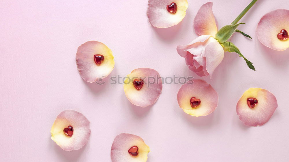 Similar – Image, Stock Photo Fresh garlic on a light pink background