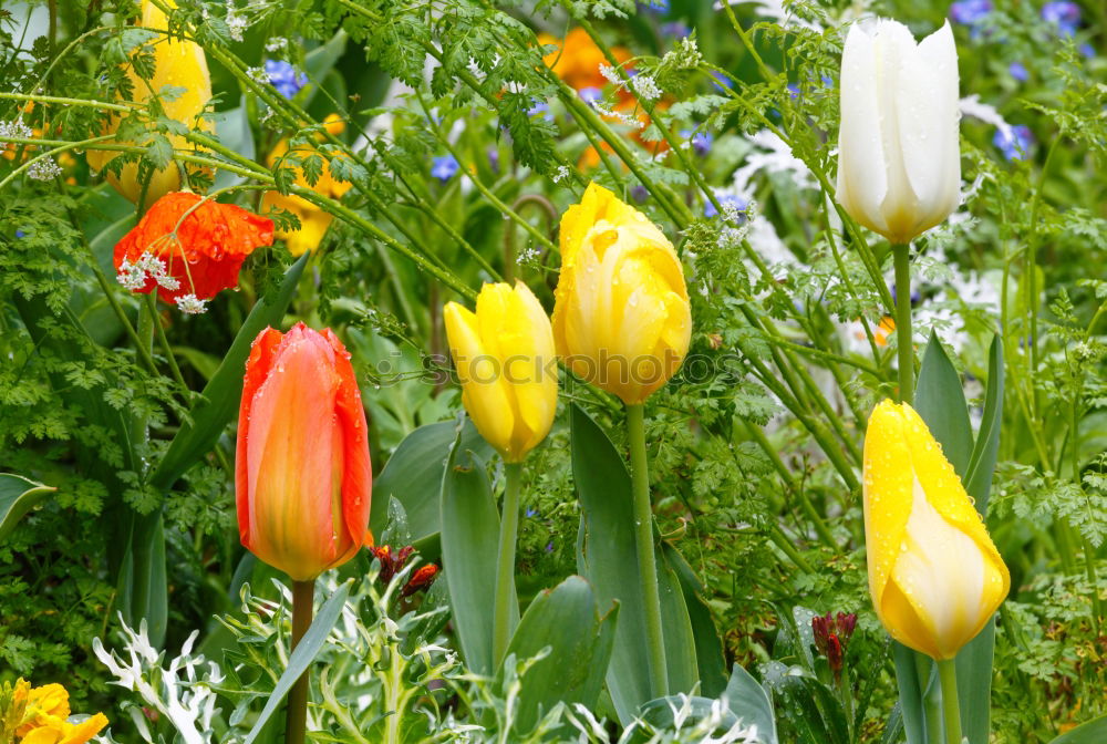 Similar – Flowering red poppy in the garden