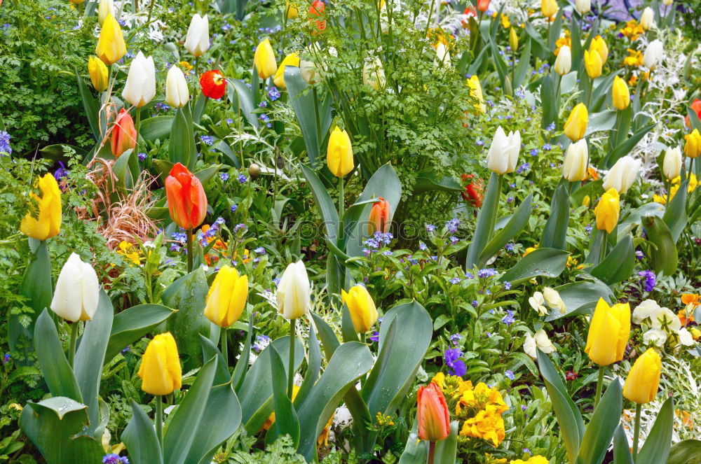 Similar – Image, Stock Photo flower paradise Nature