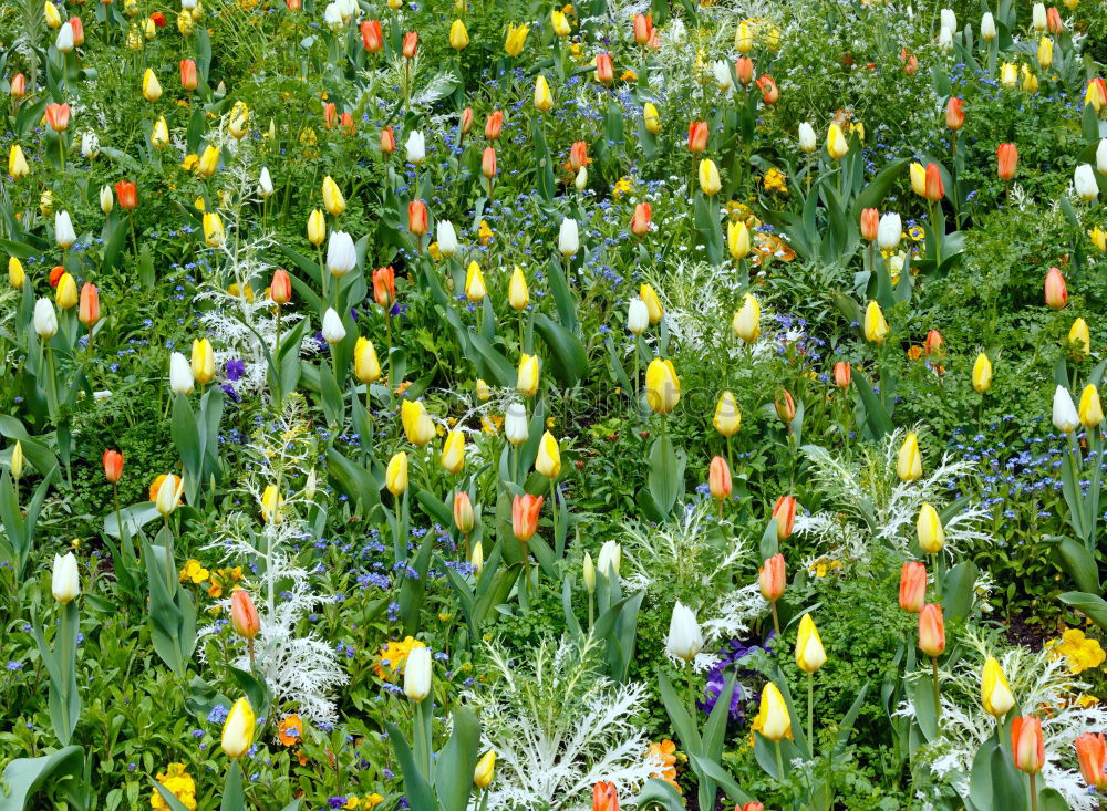 Similar – flowers speak Plant Spring