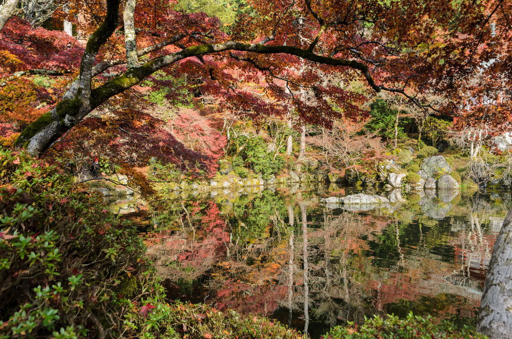 Similar – Image, Stock Photo deciduous forest Style