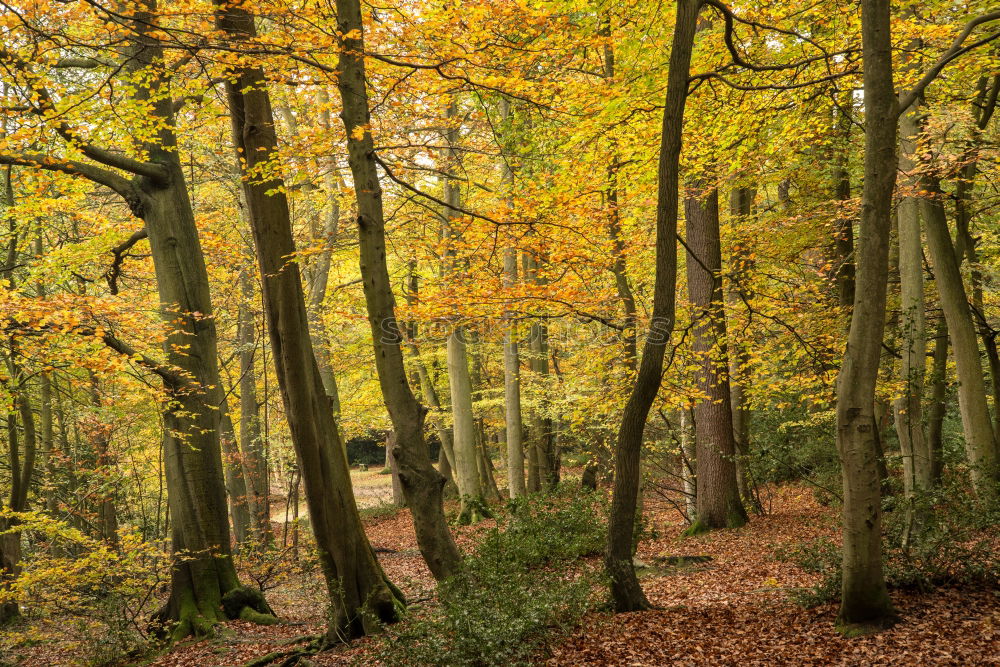 Similar – Ghost forest Nienhagen in autumn