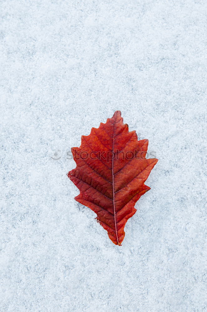 Similar – Image, Stock Photo …, autumn and winter