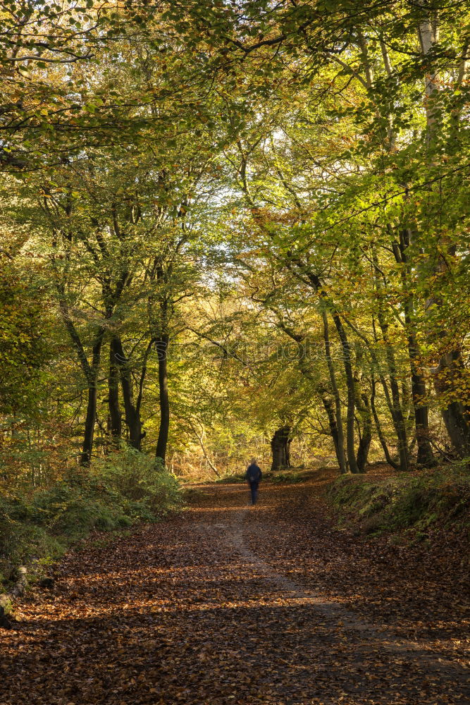 Similar – Horse between autumn trees in a forest park