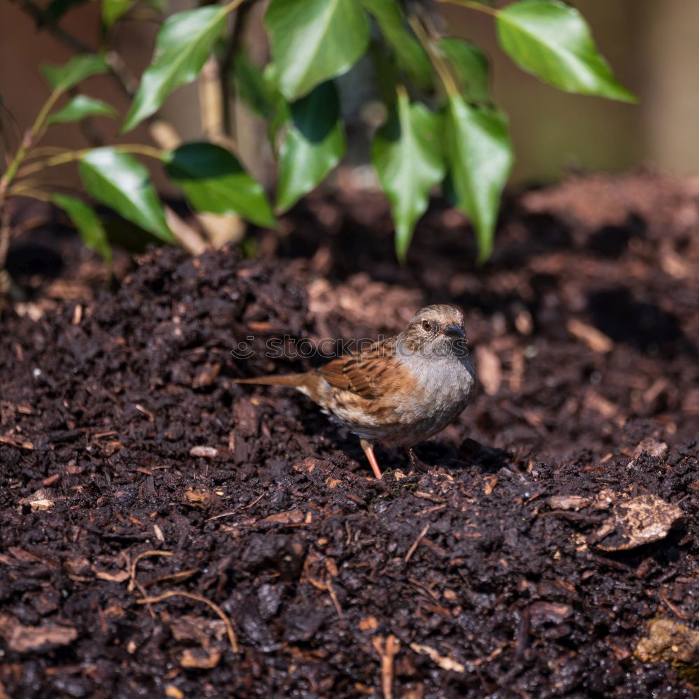 Similar – Image, Stock Photo Mole Garden Nature Animal