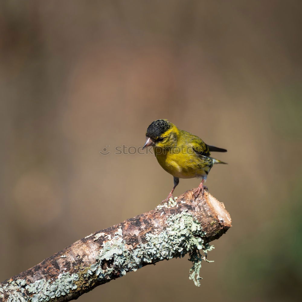 Similar – Weaver bird acrobatics