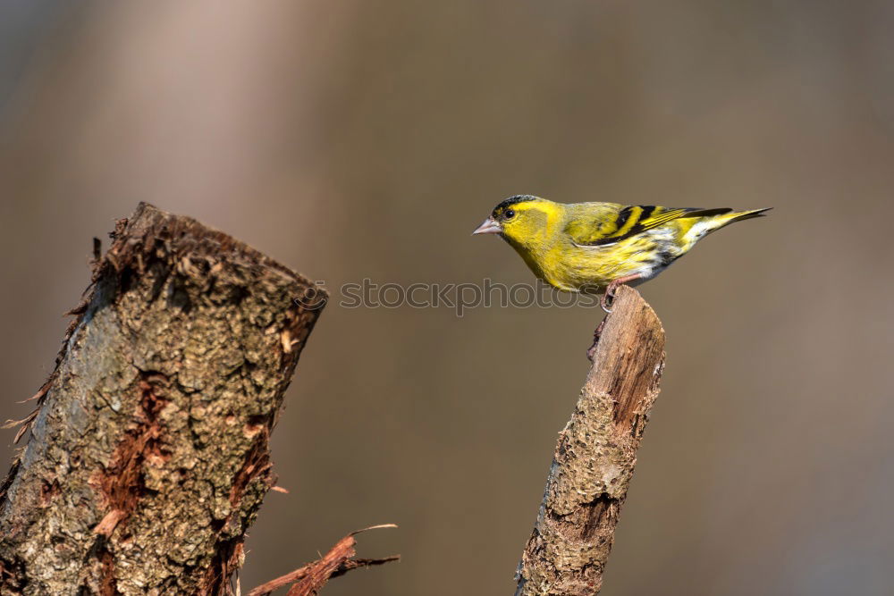 Similar – Image, Stock Photo Wonderful green bird on wood