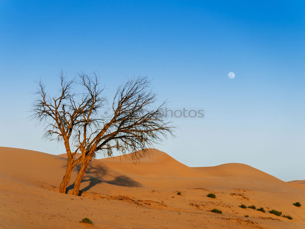 Image, Stock Photo Sandstorm in Sossusvlei #3