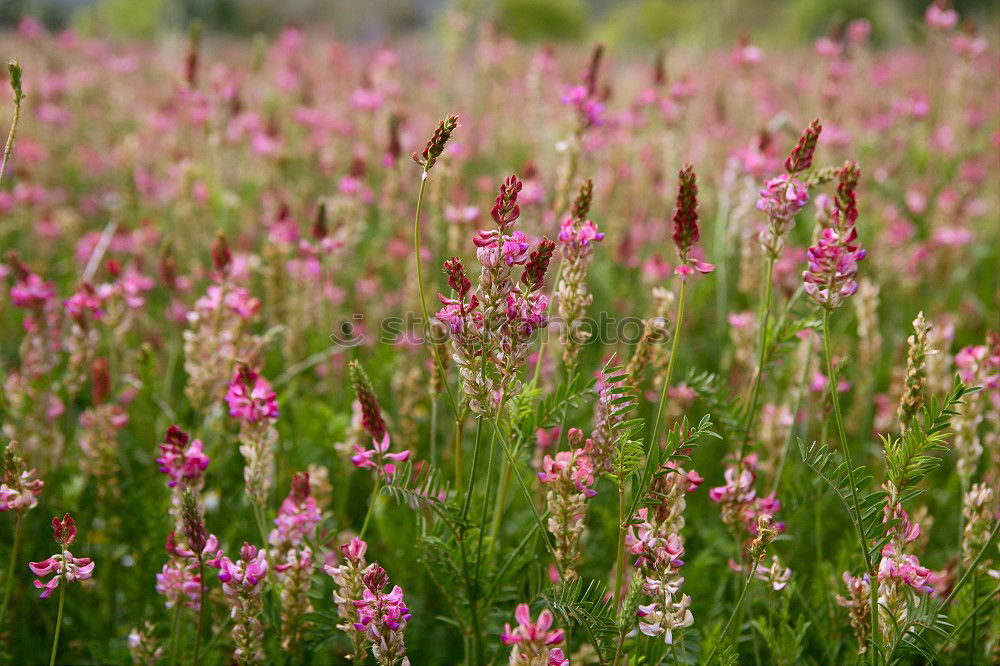 Similar – Image, Stock Photo meadow Meadow Red Grass