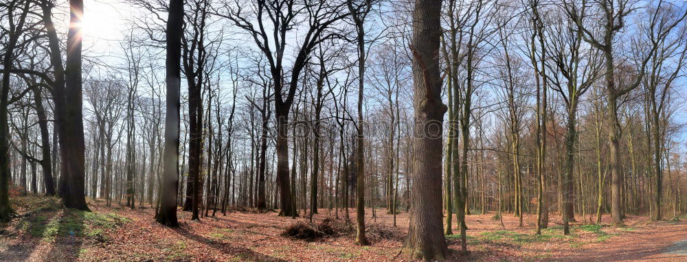 Similar – ghost forest Landscape