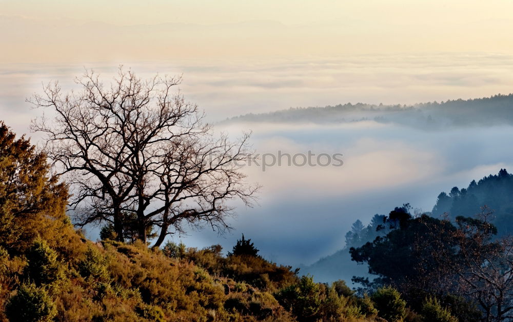 Similar – Image, Stock Photo Frosty Black Forest 1