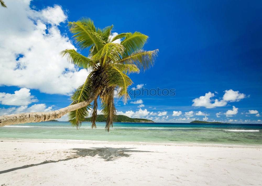 Similar – Image, Stock Photo Saona Island near Punta Cana, Dominican Republic