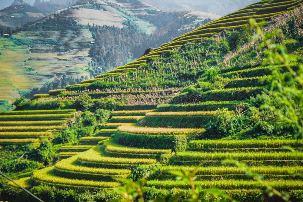 Image, Stock Photo Inca shrine gardens