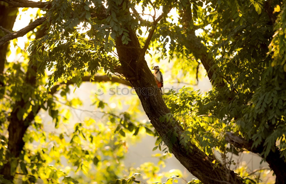 Similar – legs Nature Exterior shot