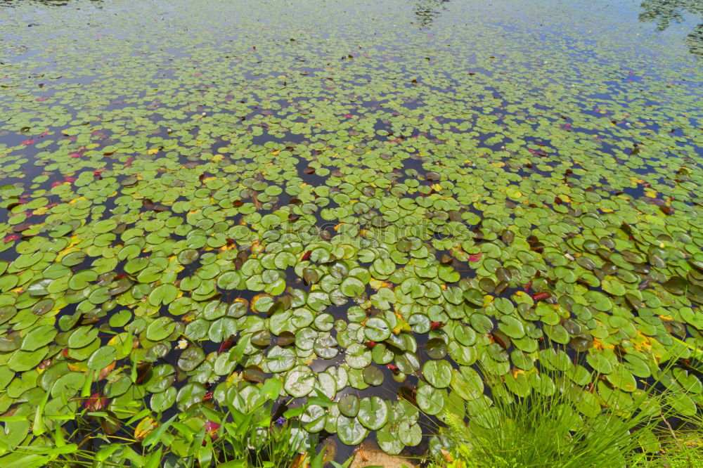 Similar – Image, Stock Photo Berggarten Hanover Green