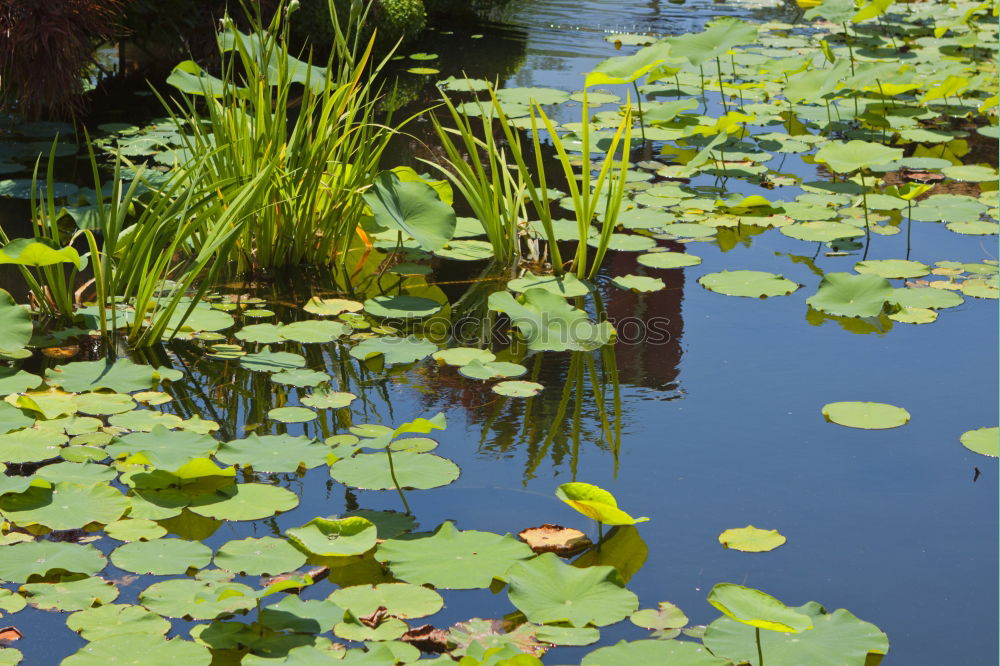 Image, Stock Photo Berggarten Hanover Green