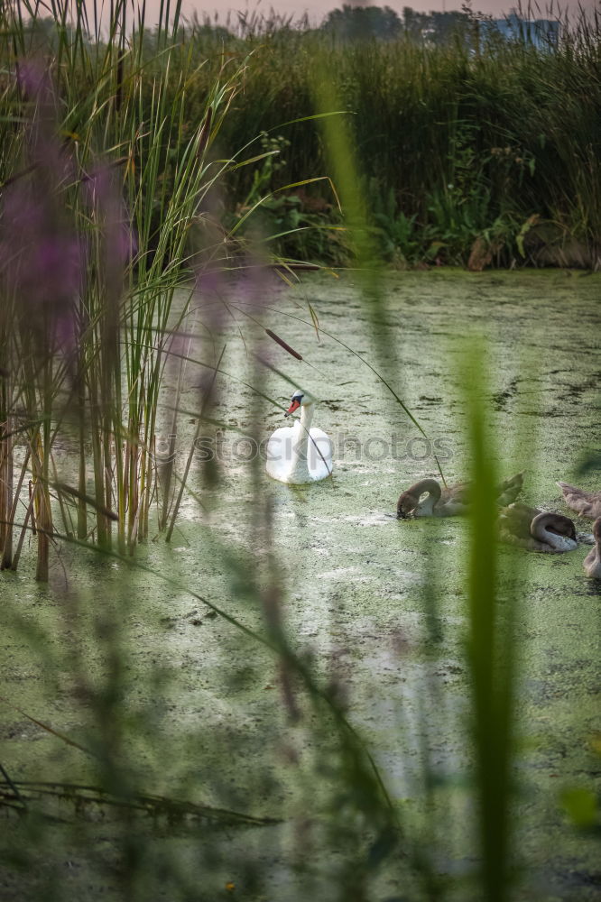 Similar – Foto Bild im Gänsemarsch Landschaft