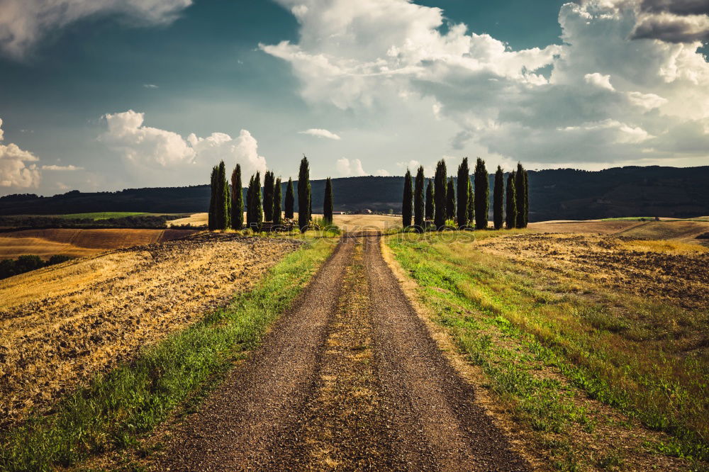 Similar – Cypress trees road