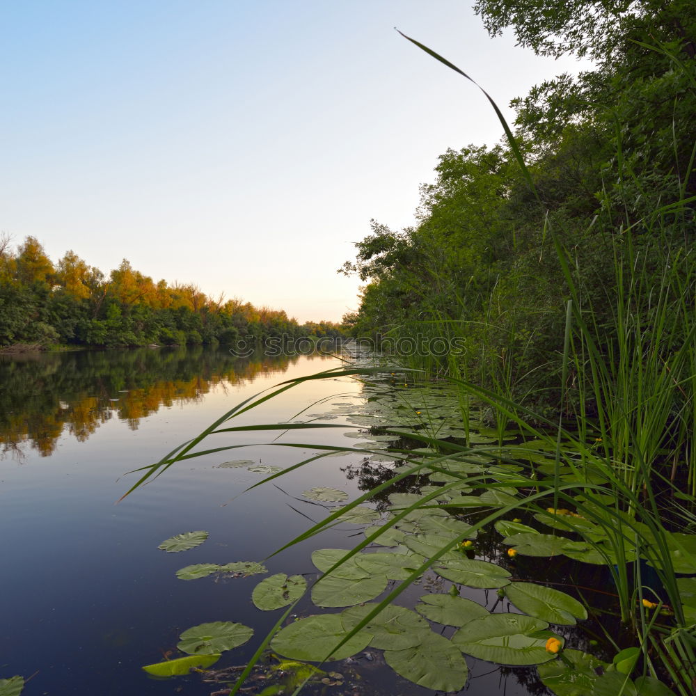 Similar – Foto Bild Alligator’s Paradise