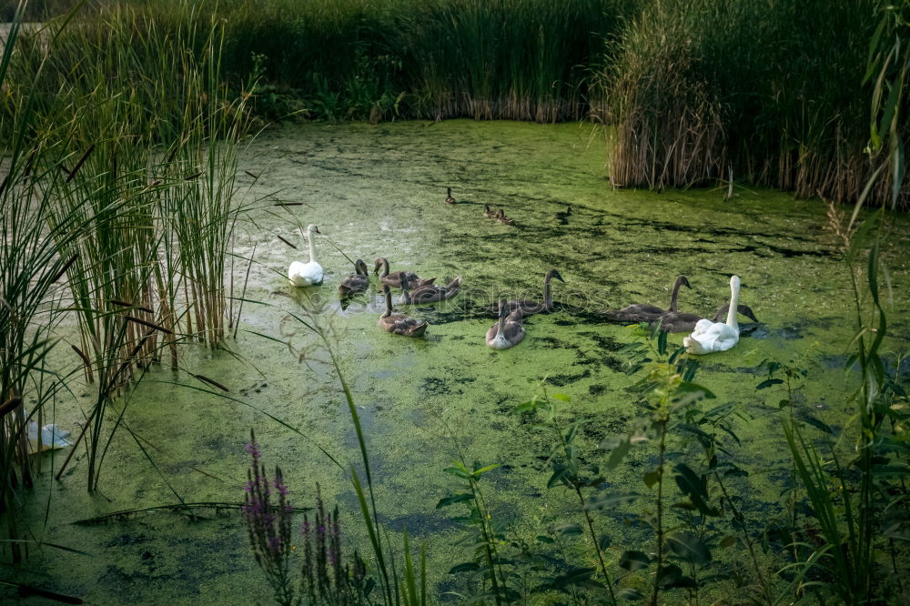 Similar – Image, Stock Photo extended family Nature