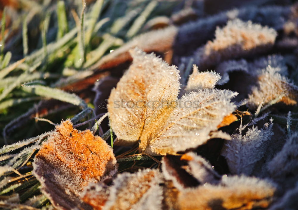 Similar – Amberry tree leaves, hoarfrost,