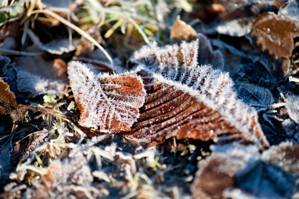 Similar – #A# winter leaves