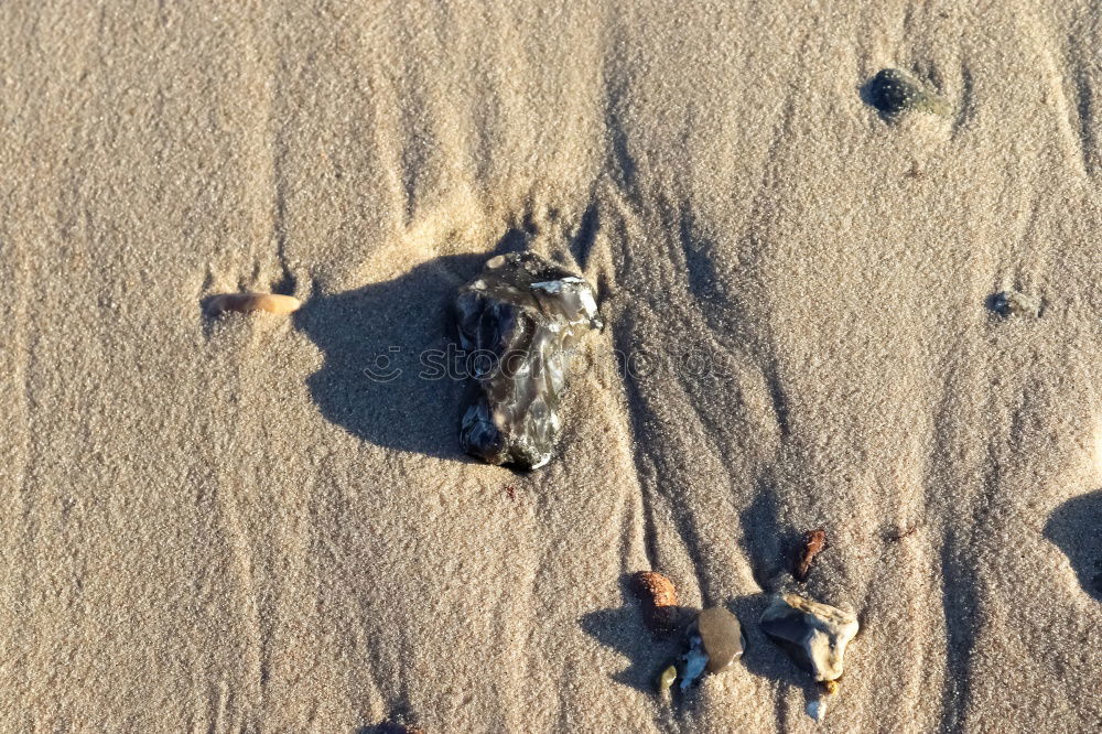 Image, Stock Photo dead seagull Environment