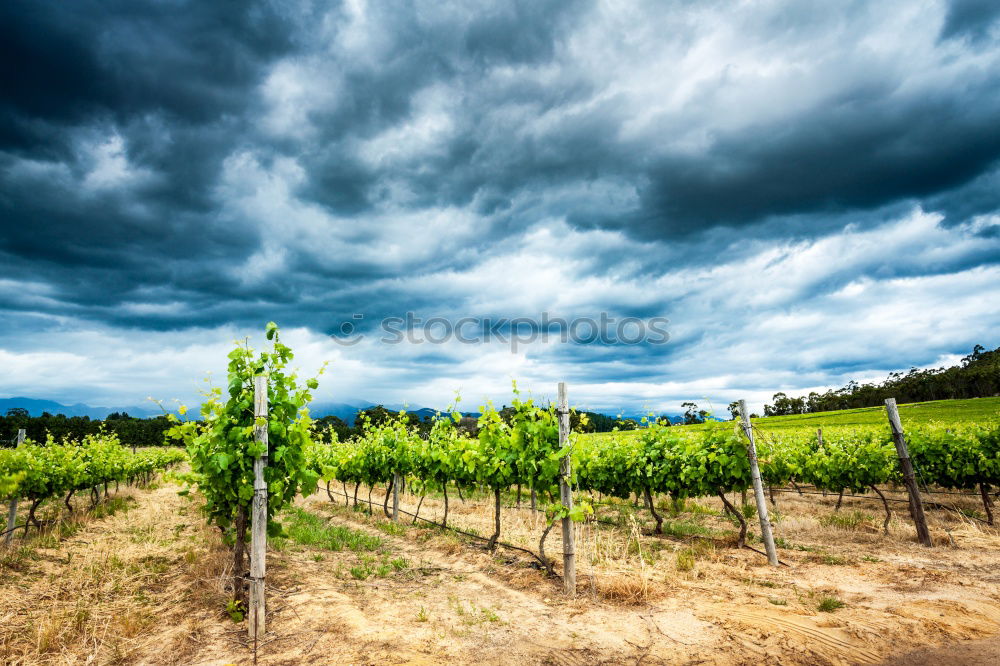 Similar – Image, Stock Photo wine route Fruit Summer