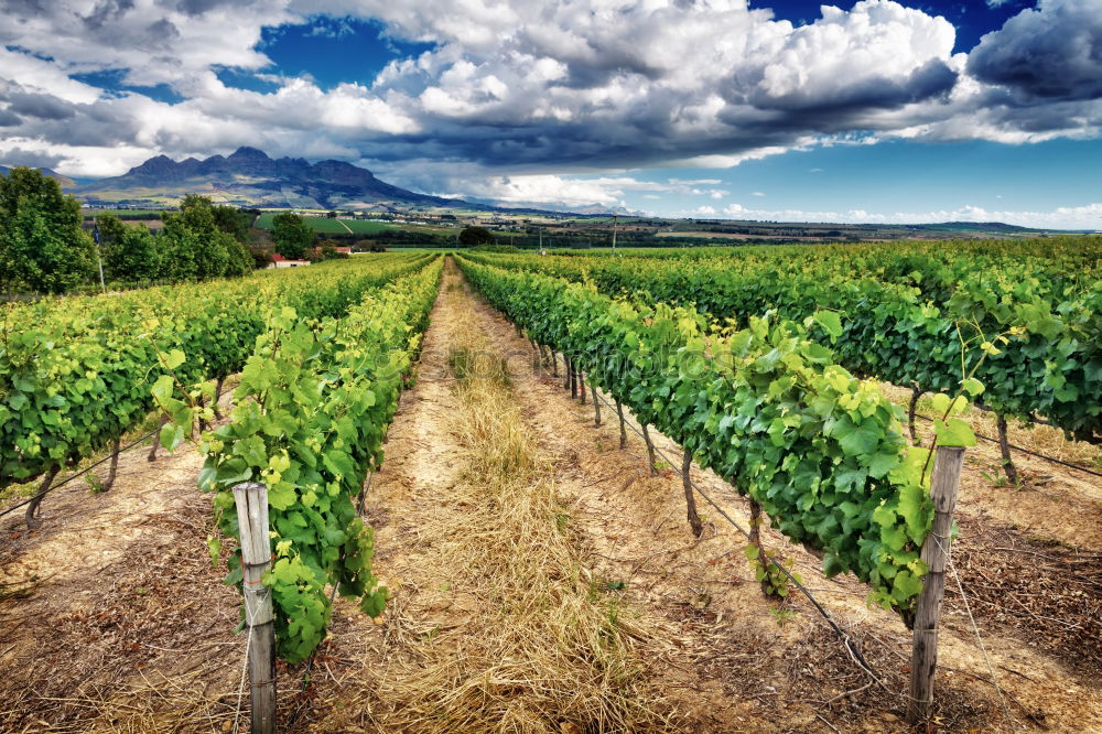 Similar – Image, Stock Photo Vineyards in Trento in autumn