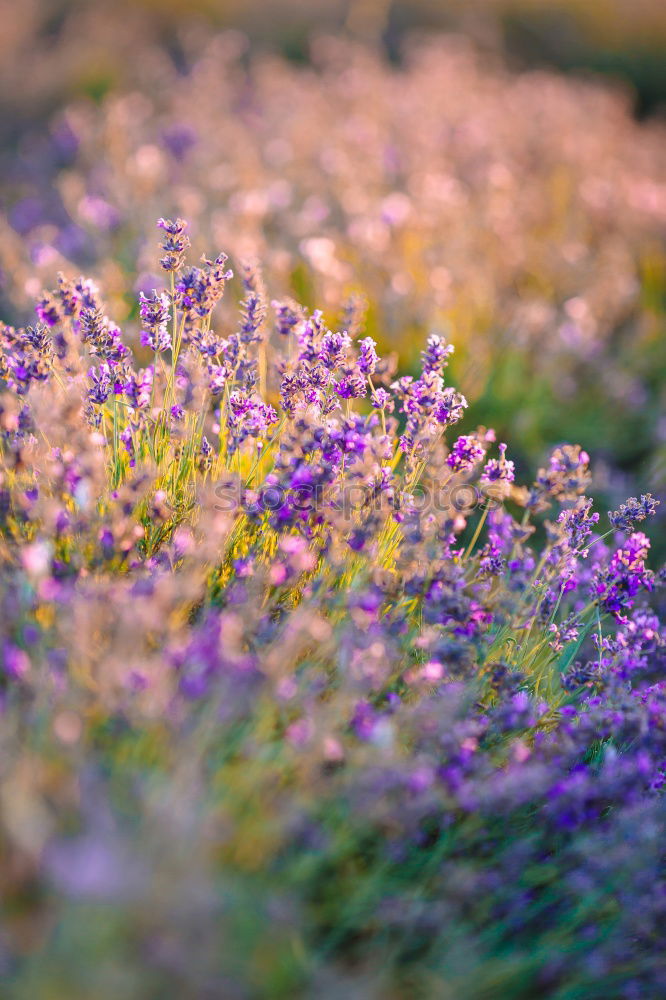 Similar – Image, Stock Photo lavender Nature Summer