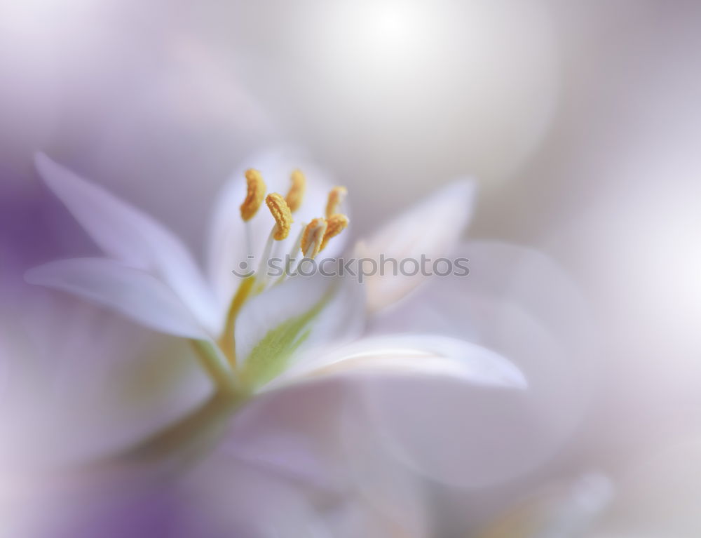 Similar – Image, Stock Photo spring fever Blossom Plant