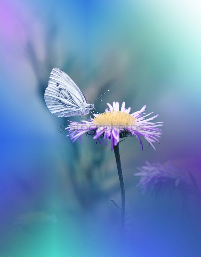 Similar – Image, Stock Photo living colour Environment