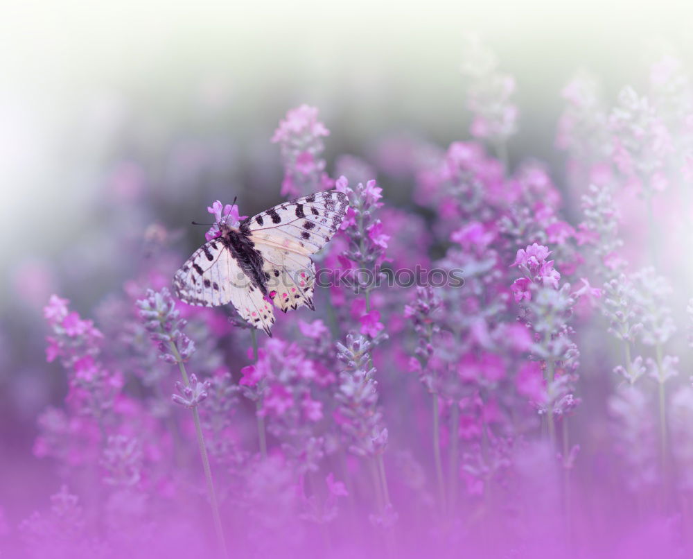 Similar – Image, Stock Photo PINk Nature Plant Flower