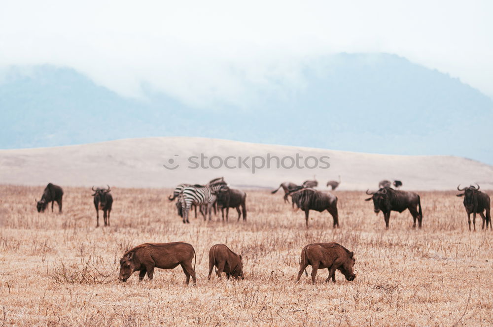 Similar – Ngorongoro Crater Safari Africa