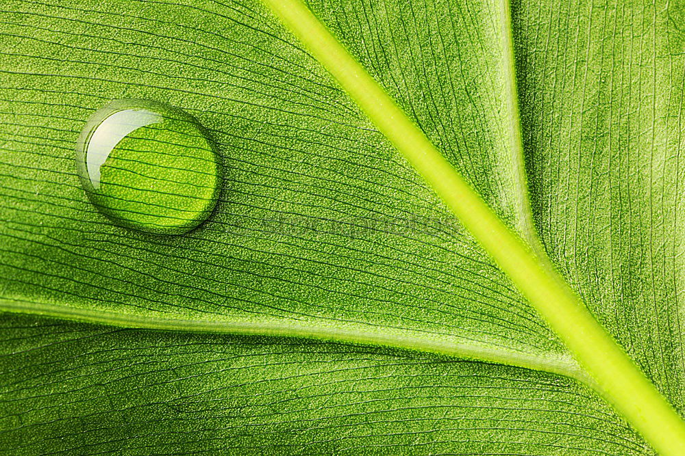 Foto Bild Fotonummer 160570