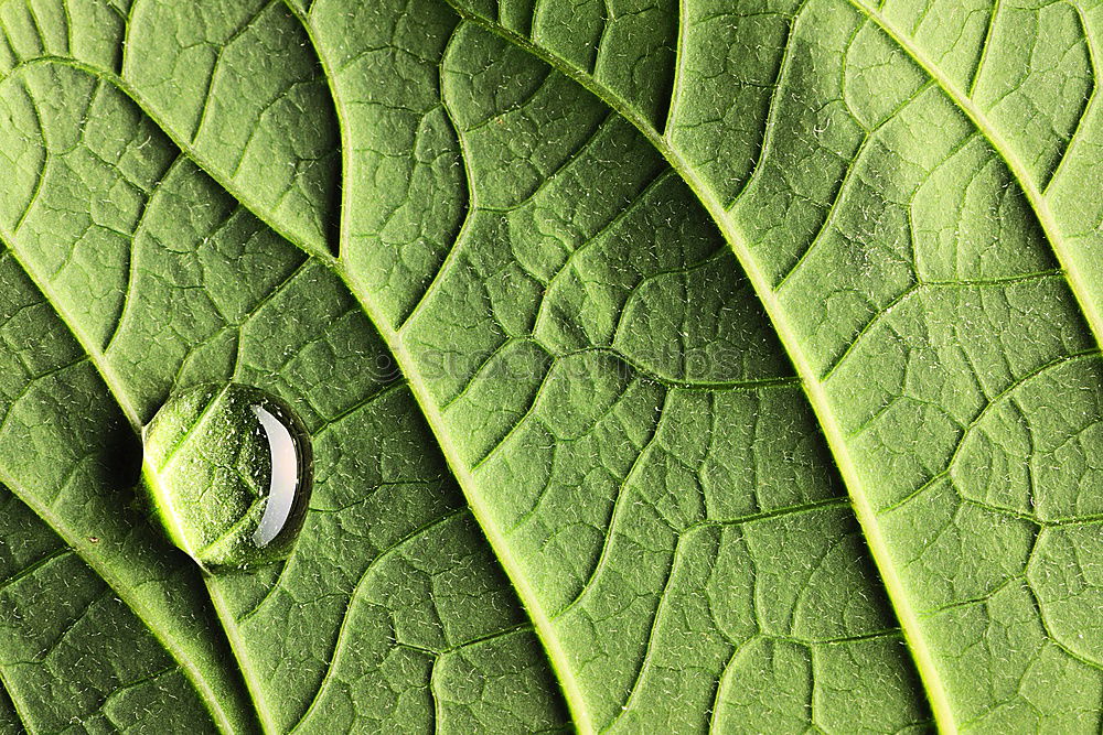 Similar – Image, Stock Photo Beginning Of The End Leaf