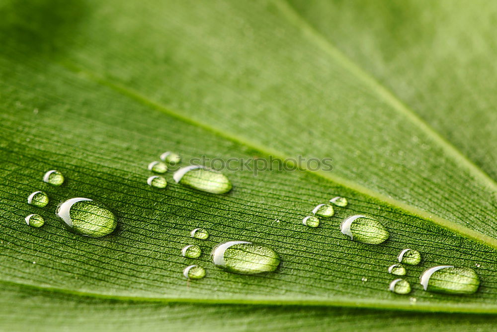 Similar – natural Leaf Green Plant