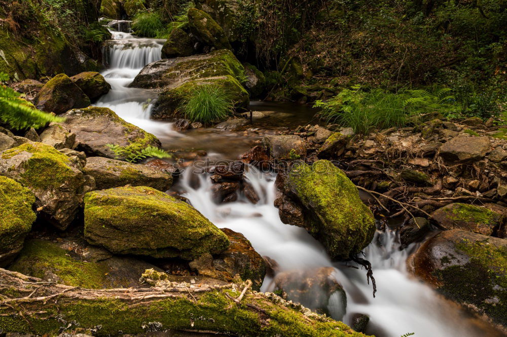 Similar – Image, Stock Photo Small stream in New Zealand’s rainforests II