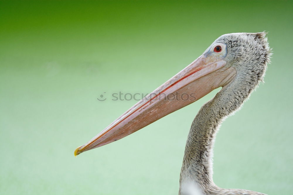 Similar – portrait of a white pelican