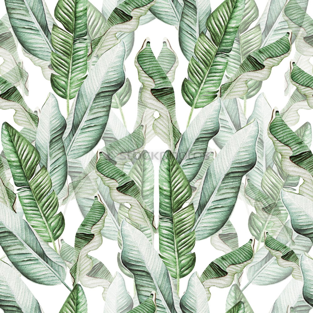Image, Stock Photo Layout with various tropical palms and fern leaves