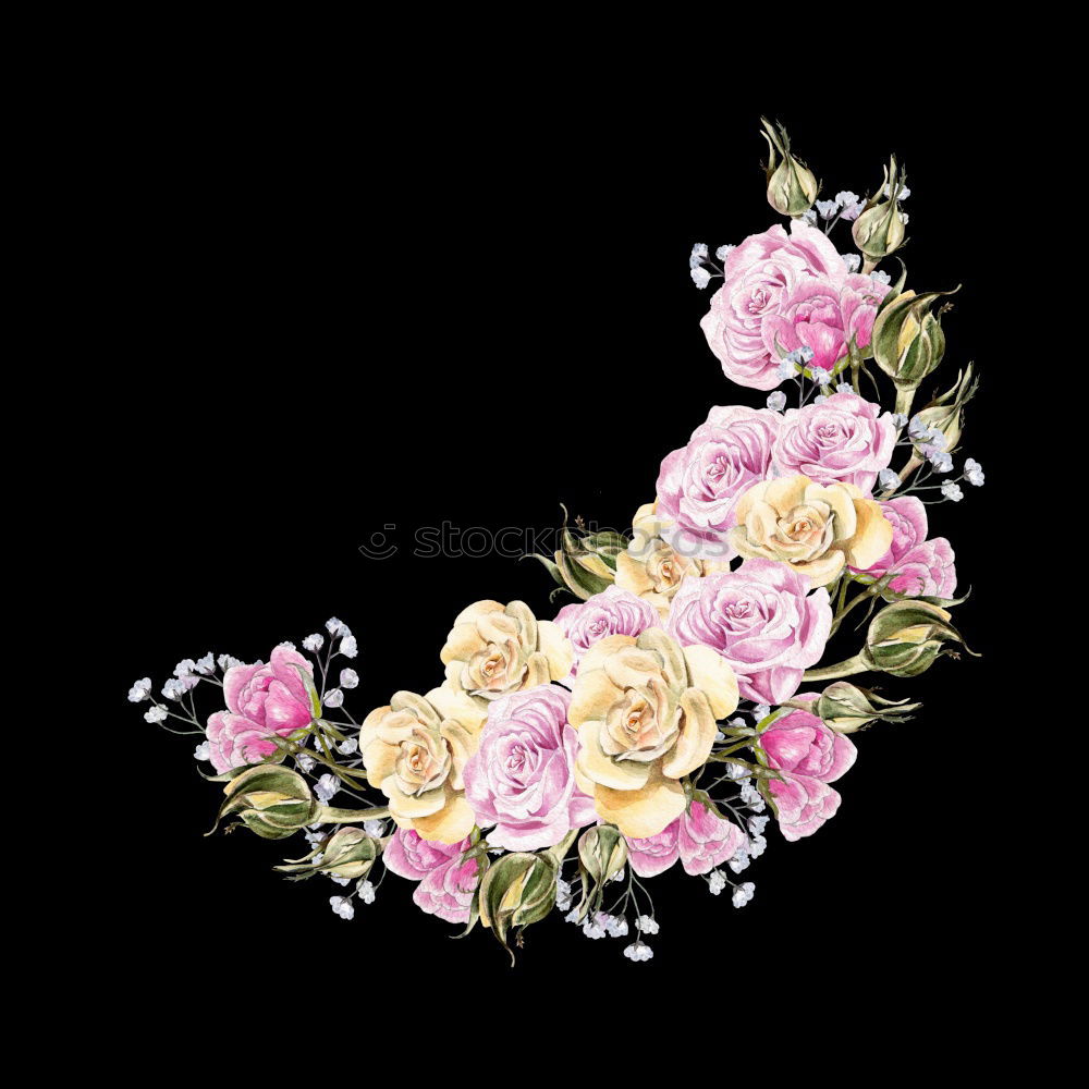 Similar – Image, Stock Photo Beside the pink ones, the white rose did not find itself beautiful at all and sadly let its head hang down.