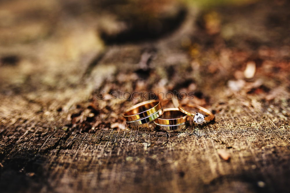 Similar – Image, Stock Photo picking wild mushrooms in autumn forest