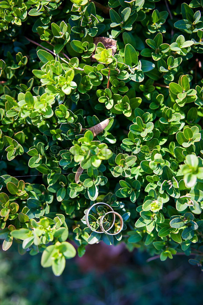 filigree Nature Plant Leaf