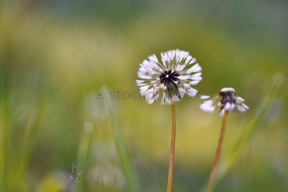 Similar – Weiße Braut Gänseblümchen