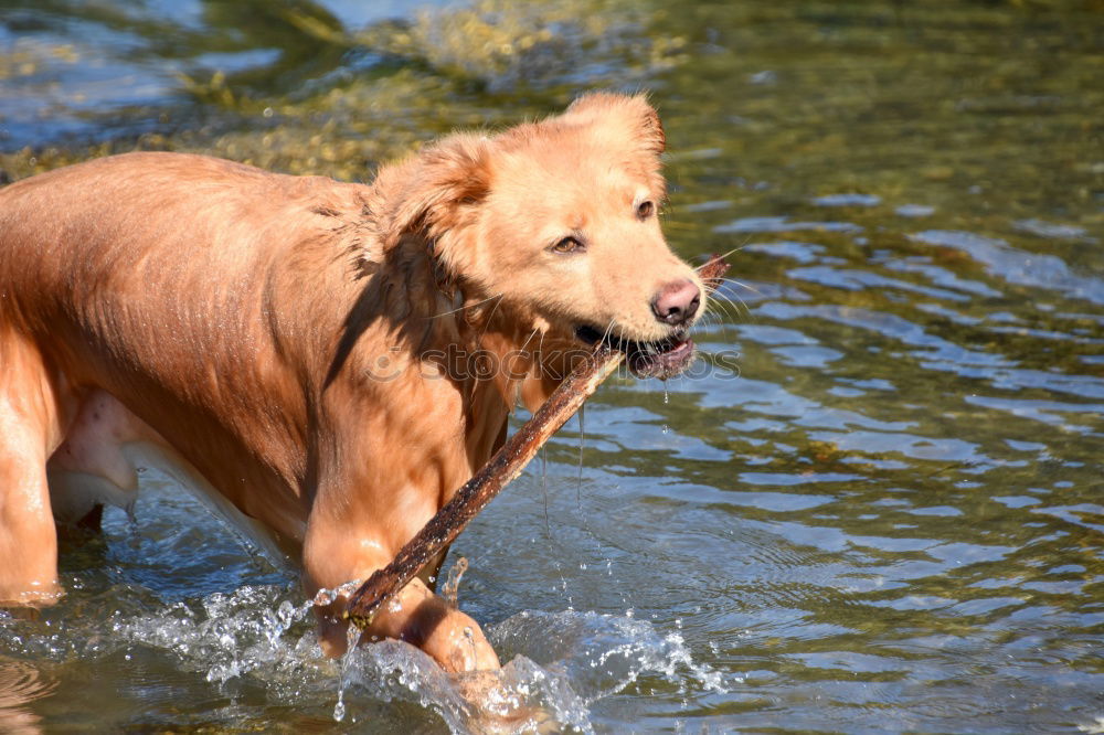 Similar – Golden Days Water