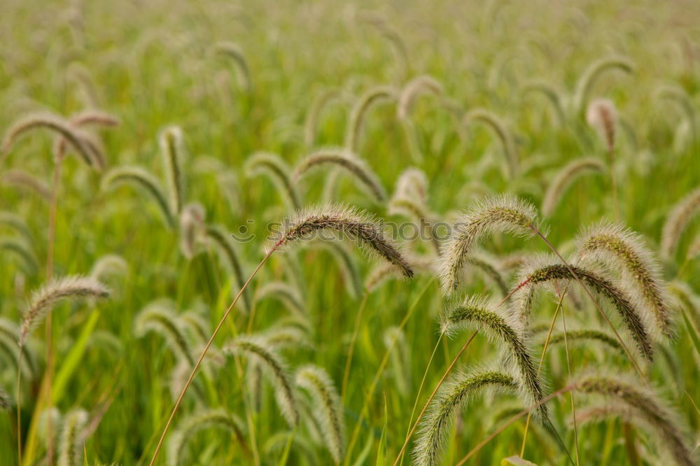 Similar – grass Grass Green Stalk