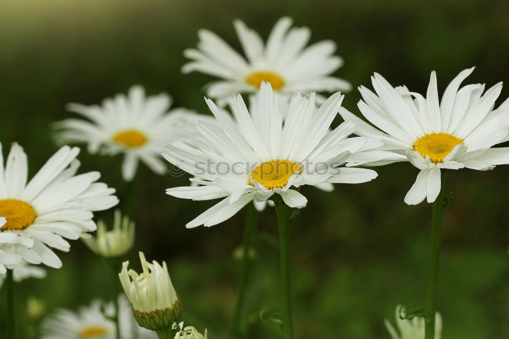 Similar – little flowers Daisy