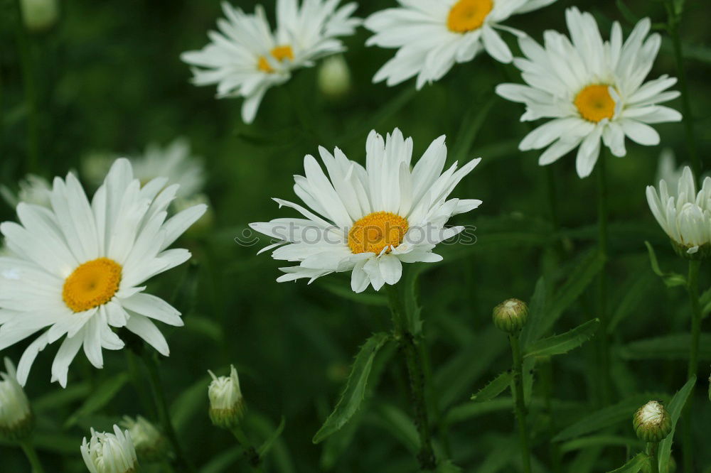 Similar – Gänseblümchen Olé Duft